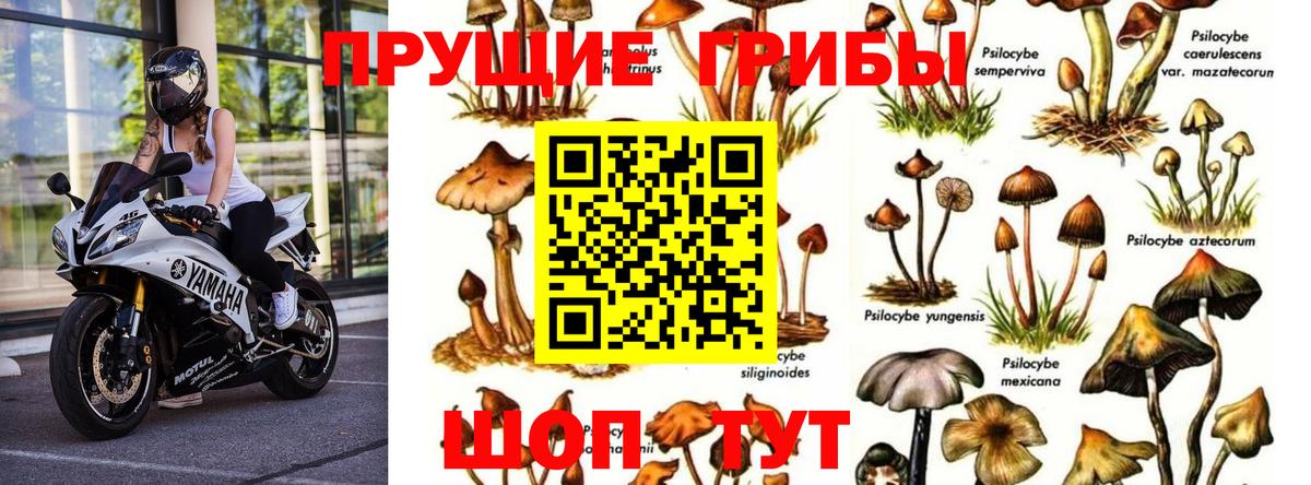 Псилоцибиновые грибы Psilocybe Луга